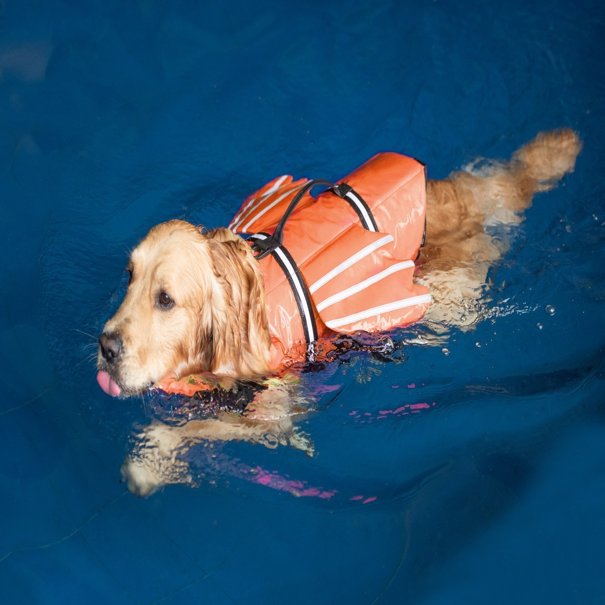 Hundeschwimmweste mit Kinnflüg – Life Jacket Bewertung und Preis